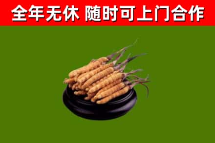 江州烟酒回收冬虫夏草.jpg
